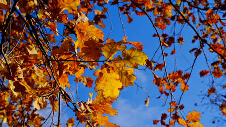 Yellow leaves on tree branches.