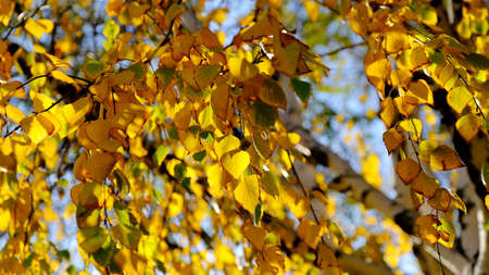 Yellow leaves on tree branches.
