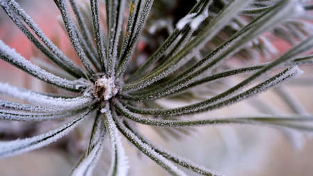 Frost on tree branches in a city park. Defocused blurred background for your design.