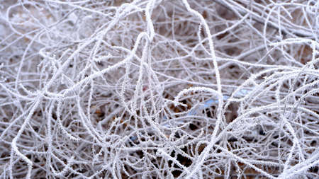 Frost on tree branches in a city park. Defocused blurred background for your design.の写真素材