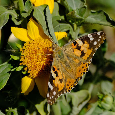 Butterfly collects nectar on a flowerの写真素材