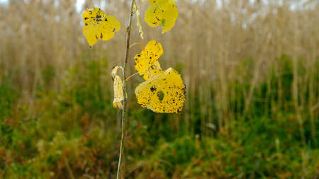 Branches of trees with yellow foliage.