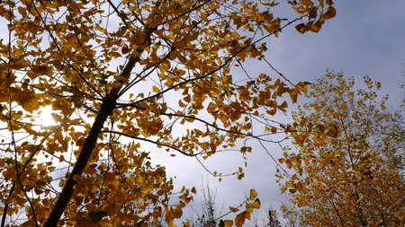 Branches of trees with yellow foliage.