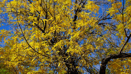 Branches of trees with yellow foliage.