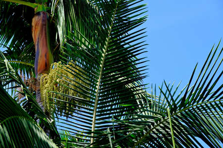 Coconut palms on a bright sky background.