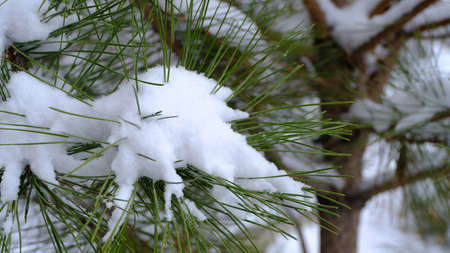 Snow on the branches of the spruce. Blurred christmas background for web design