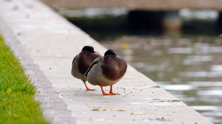 Duck on the city pond. Background image for web designの写真素材