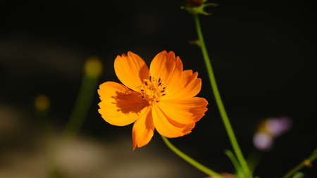 Flowers in the city park. Floral background for web designの写真素材