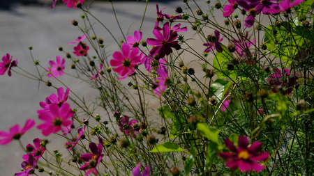 Flowers in the city park. Floral background for web design