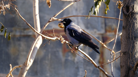 A crow on a city street. Bird watching. Background image for web designの写真素材