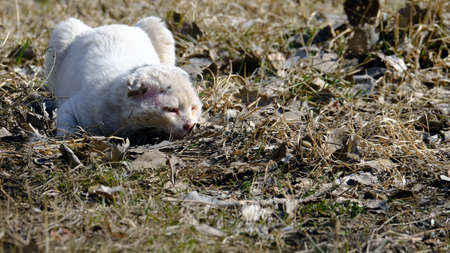 A stray cat lying on the grass