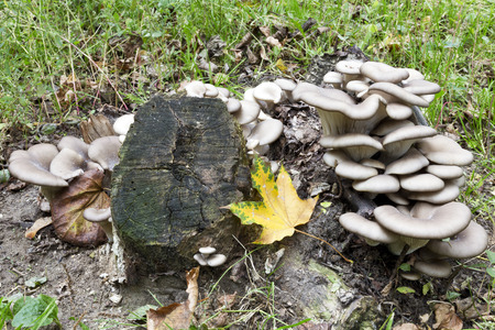 oyster mushrooms grow on tree stump in forestの写真素材