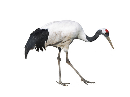 The Japanese crane on white background isolatedの写真素材