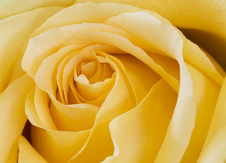 Bright yellow rose macroの写真素材