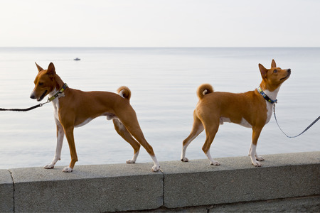Two small hunting dog breed Basenji stand on the parapet of the embankmentの写真素材