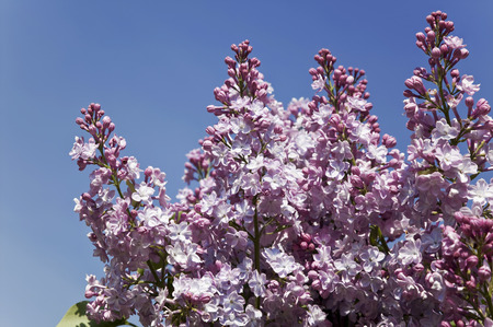 Close-up beautiful lilac flowers on blue sky backgroundの写真素材