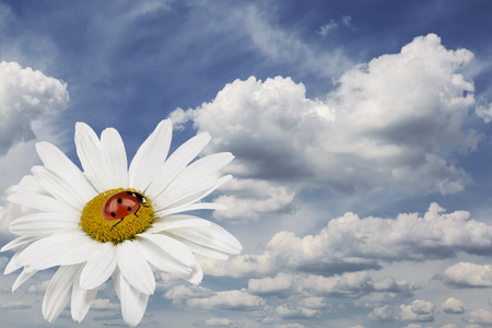 Ladybug is sitting on camomile on blue sky background with cloudsの写真素材