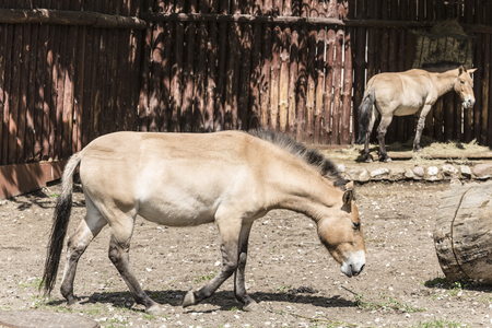 Przewalski's wild horses at the zooの写真素材
