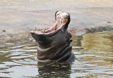 Hippo in the water