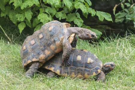 south american red-footed tortoise matingの写真素材