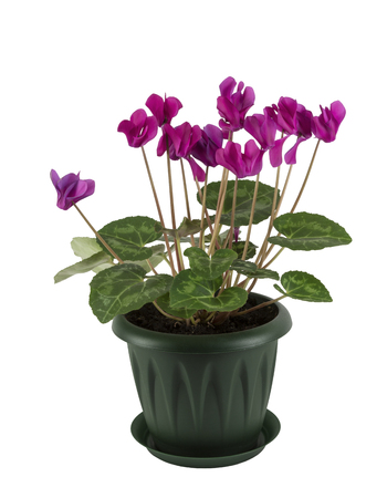 Blooming cyclamen in a green pot on white background isolatedの写真素材