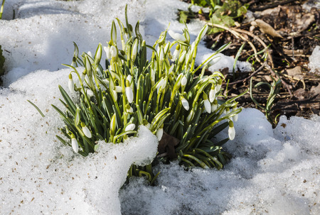 the first spring flowers snow-white snowdrop (Galanthus nivalis) on the meadowの写真素材