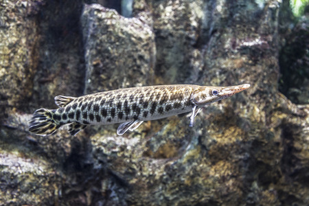 Spotted gar (Lepisosteus oculatus) in North Americaの写真素材
