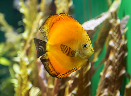 yellow symphysodon discus in an aquarium