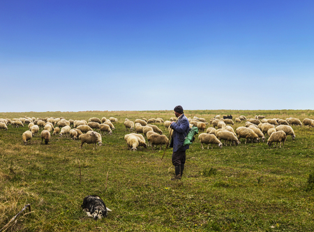 The shepherd and dog herding sheep in the valleyの写真素材