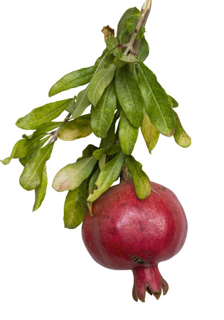 Ripe red pomegranate hanging on a branch on white background isolatedの写真素材