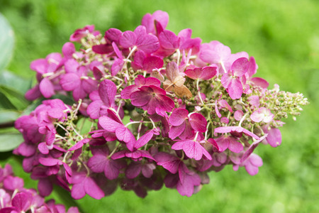 Blooming branch of pink hydrangea on the background of green close-up