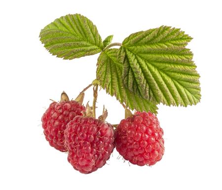 ripe raspberries isolated on white background close upの写真素材