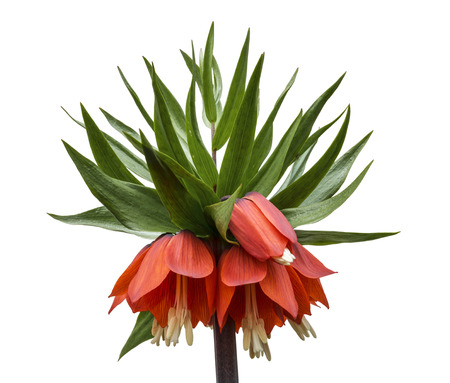 The flowers of the Imperial fritillary on a white background isolatedの写真素材
