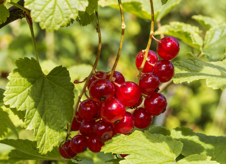 Bush of red currant with red ripe berries