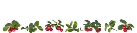 Collage of berries and branches of mature lingonberry on a white background isolatedの写真素材
