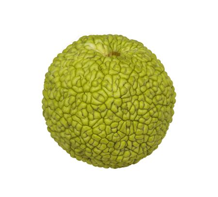 Maclure orange (lat. Maclura pomifera) - fruit of trees of the Mulberry family (Moraceae) on a white background isolatedの写真素材