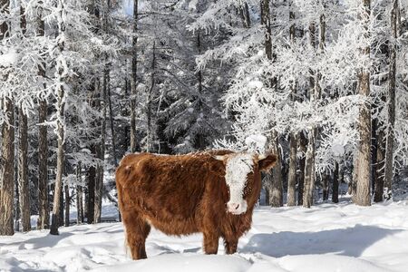A cow stands in a snowdrift in the winter forest. Altai Republic, Russiaの写真素材