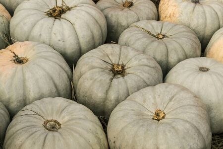 The collected fruits of the green pumpkin lie on the groundの写真素材