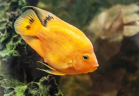 Yellow parrot cichlid fish swims in the aquarium
