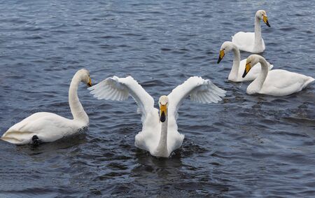 Wild whooper swans on lake Svetloye in the Altai territory in winter, Russiaの写真素材