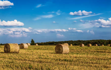 Straw hay bales dry on farmer field in the summerの写真素材