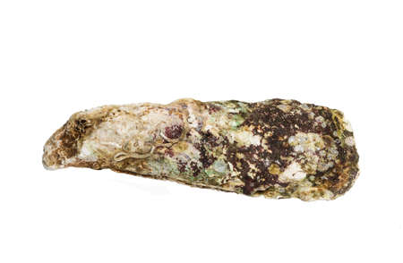 far eastern oyster shell on white background isolatedの写真素材