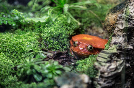 frog-tomato (faise tomato frog) is hidden among the plants and looks outの写真素材