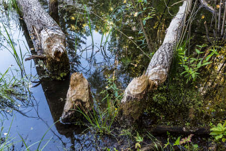 beavers gnawed and felled trees to build a dam on a river in the forest