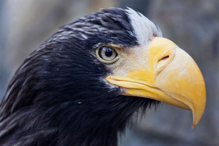 portrait of a white-shouldered eagle closeupの写真素材