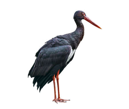 Black stork on a white background isolatedの写真素材