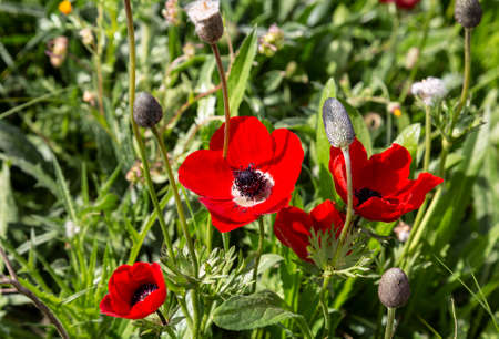 Red blooming anemones on a sunny summer day in a clearing close-up