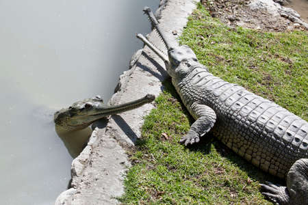 Two gharials on the banks of the riverの写真素材