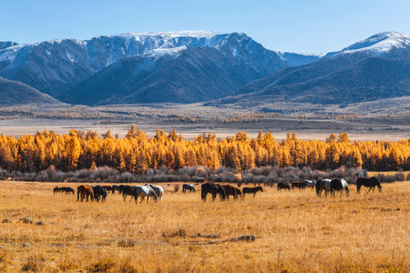 A herd of horses grazes in the foothills of the Altai mountains. Republic of Altai, Russiaの写真素材