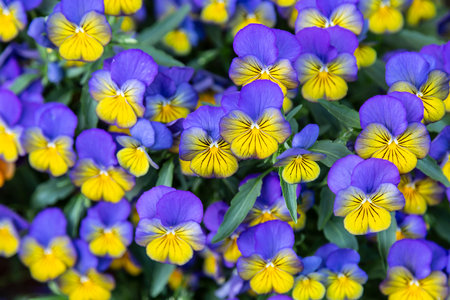 Background of violet-yellow blooming violets on a flower bed in the park. close upの写真素材